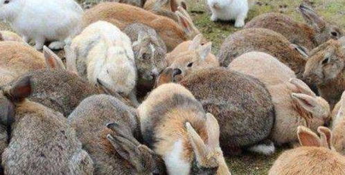 澳大利亚兔子泛滥成灾,数量高达一百亿,吃能解决这个问题吗