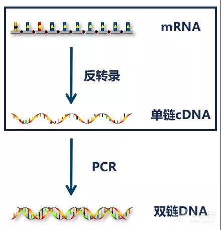 PCR入门难 分子生物博士教你快速逆袭 附PCR技术学习资源