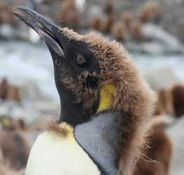 企鹅的秘密生活 拉屎融化冰雪方便交配 