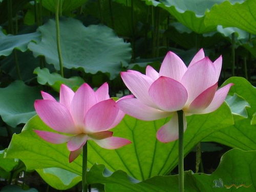 泰国的国花是什么花,荷花是哪个国家的国花