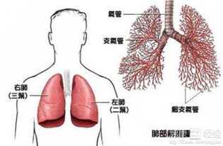 癌症骨转移还需要治疗吗(癌症骨转移了还应该手术吗)