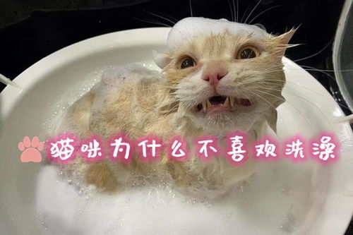 猫咪为什么不喜欢洗澡 