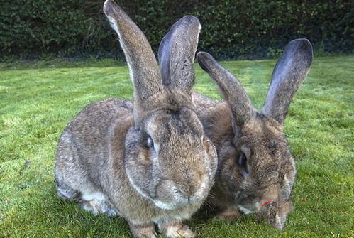 最大的兔子品种,长达1.2米重45斤,四川网友 希望引进