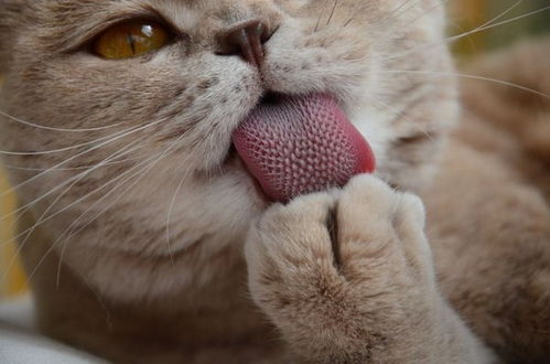猫舌头5大秘密 能辨认水质又能当叉子 舔人代表信任