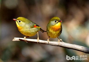 红嘴相思鸟如何区分公母 相思鸟雌雄分辨方法