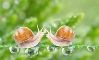 有关蜗牛的诗词有哪些