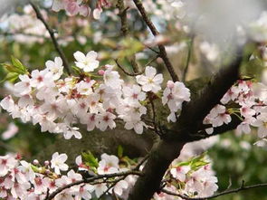 樱花在什么季节开放一般什么时候开花,樱花几点钟开花？
