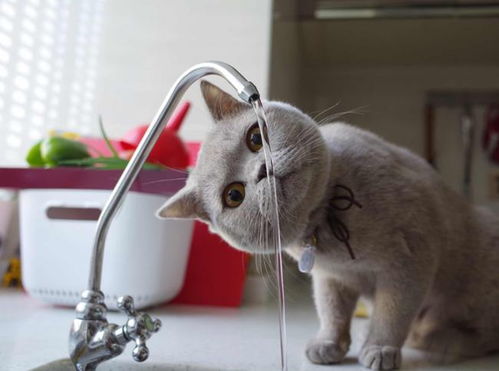 养猫空调开多少度 猫咪一天喝多少水