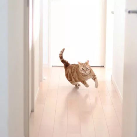 主人喜欢拍家里的橘猫奔跑的瞬间,这一瞬间也是魔性,感受下... 