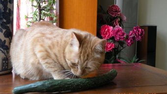 小猫吃黄瓜