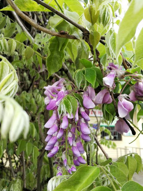 紫藤花种子有毒吗,紫藤花的香味有毒吗？