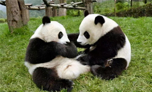 肉食动物为何不敢吃大熊猫 专家 你看上古时期熊猫叫啥就明白了