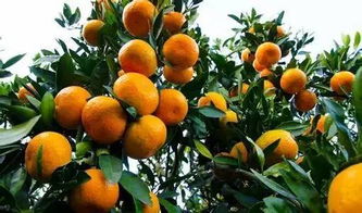 农业种植柑橘补贴多少