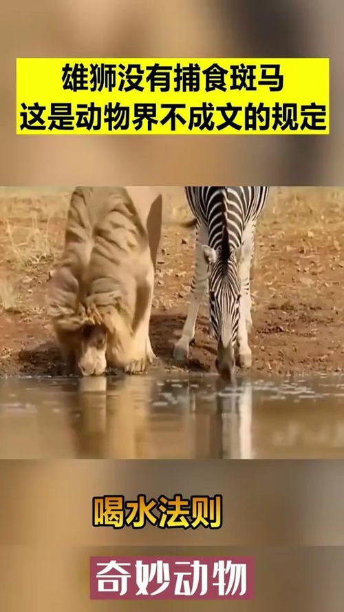 雄狮喝水时并没有捕食斑马,这是动物界不成文的规定 
