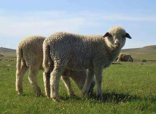 4000只羊已入境 蒙古国捐赠的羊都是什么品种 适合我国饲养吗