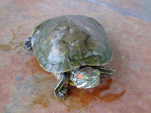 巴西红耳龟可以吃吗,要怎么做啊 