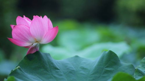 10月末,财神驾到,4大星座有贵人相帮,爱情事业双丰收 狮子座 