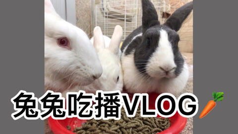 005 兔子拆家VLOG 偷偷把兔子藏在房间里 主人快要被赶出家门了