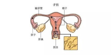 多图趣味详解 关于精子奋斗的一生 