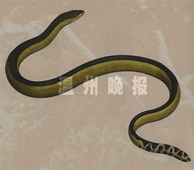 温州永嘉现濒危白头蝰 毒性堪比五步蛇