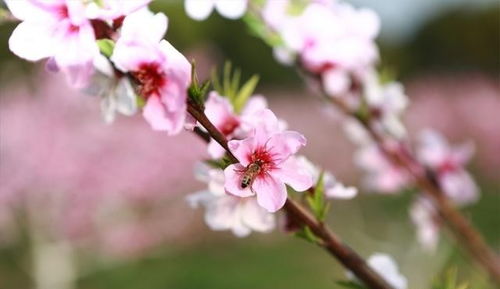 3月23日24日25日财运广事事顺,运势旺如火,事业顺利生活如意的五生肖排行榜