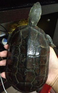 黑色乌龟是什么品种(中华草龟图片)
