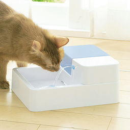 如何教猫喝水 