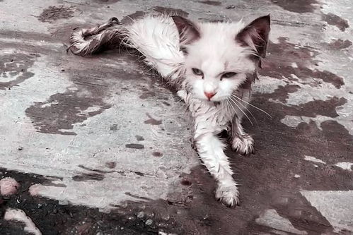 流浪小猫身上多处骨折,看着它拼命全力求救的样子,我哭了