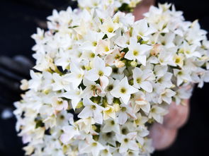 东风破晓，花开花落——探析古诗词中的东风与花朵，东风什么花什么的诗句有哪些