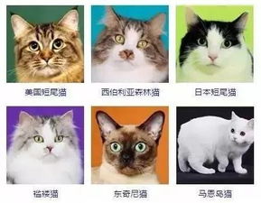 猫咪品种大全 