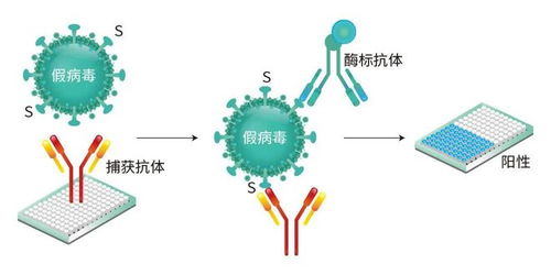 抗原检测热知识