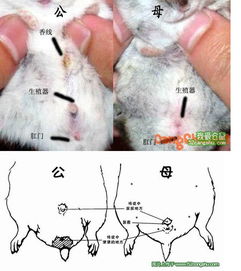 仓鼠男女如何区别 