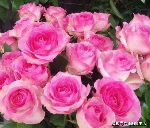 玫瑰精品 糖果雪山,如甜蜜糖果,美艳倾心,堪称养花必备