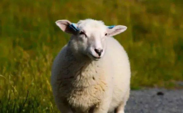 属羊人 你惹上大事啦 ,就在12月18号, 羊羊羊 有 四喜临门 ,再不接喜就跑了 生肖 