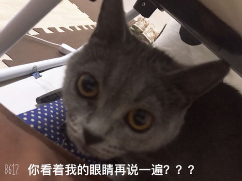 猫猫真的能看到鬼吗 ,尤其是黑猫 