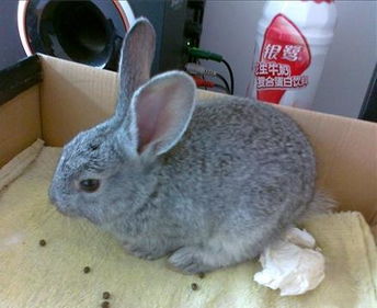这是什么品种的兔子 有什么习性 吃什么 几个月了 等等 越详细越好 