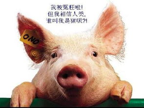 猪聪明吗 