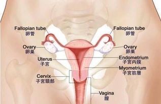 女性不孕超半数源于输卵管出问题 你的还通吗 