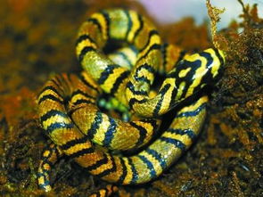 中国成功繁育世界上最美的蛇：横斑锦蛇