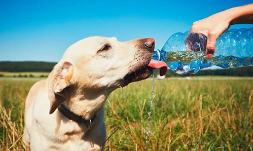 辟谣 狗狗多喝水有益 喝水过多小心水中毒 治疗不及时还可致命