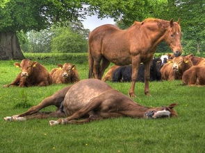 关于马与睡眠的诗句