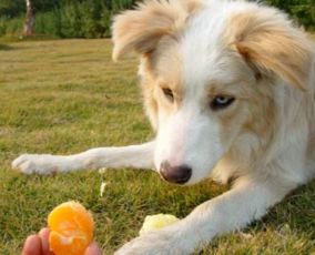 宠物狗狗可以吃橘子吗,边牧可以吃橘皮吗