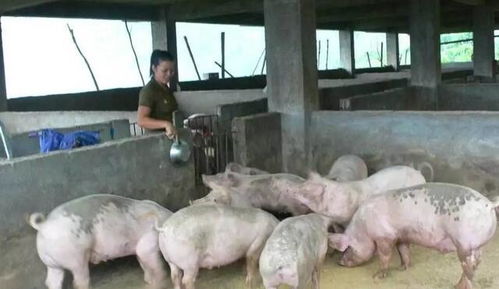 农村的养猪人 有1个好消息和3个坏消息,听哪个