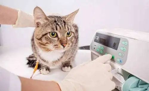 猫咪因狂犬疫苗慢性致死真相是什么