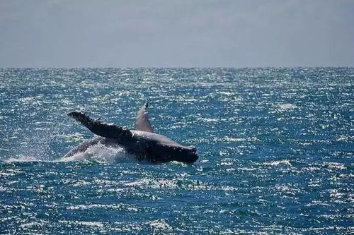 座头鲸的大小是人类的多少倍