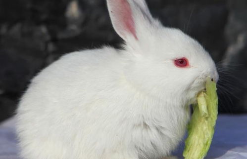 荷兰兔,属宠物兔,头圆和扁,是小型兔之一