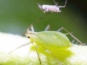 杀死蚜虫最好办法有哪些,哪些农药能消灭蚜虫呢？需要注意哪些问题