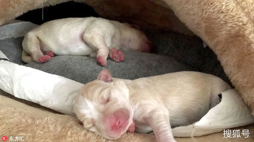 意大利三只小狗崽被遗弃 获好心人暖心救助