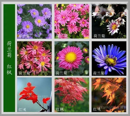 收藏 100种花名图谱