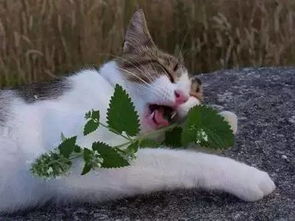 猫薄荷 人可以吃吗